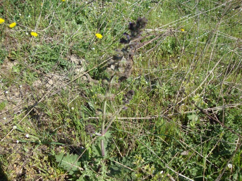 Salvia verbenaca