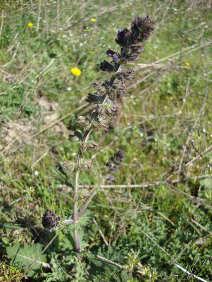 Salvia verbenaca