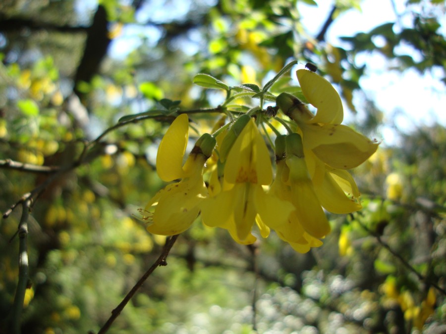 Cytisus villosus / Citiso trifloro