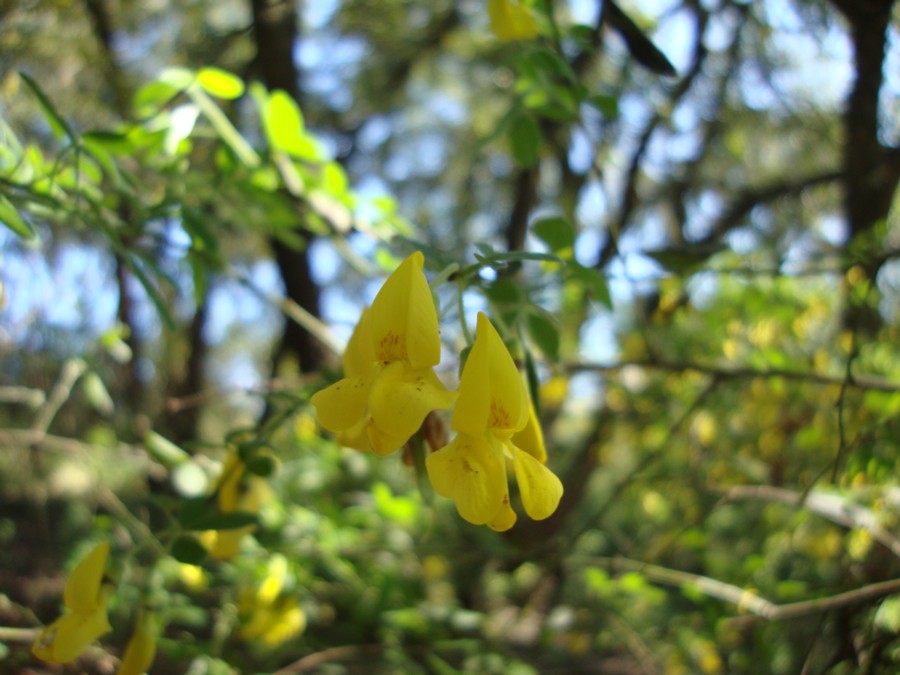 Cytisus villosus / Citiso trifloro