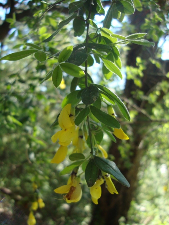 Cytisus villosus / Citiso trifloro