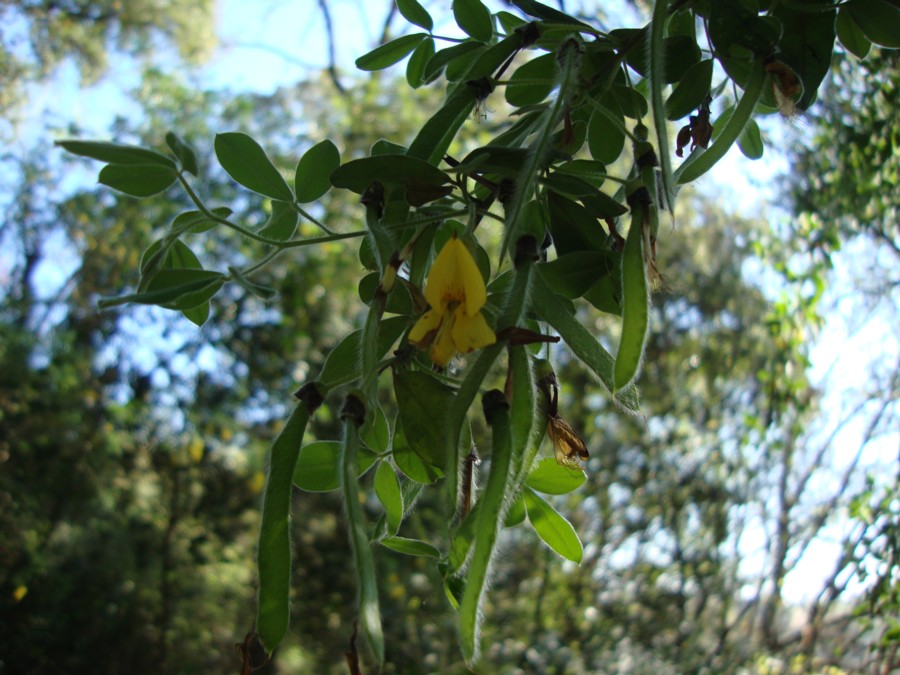 Cytisus villosus / Citiso trifloro