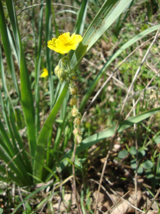 Helianthemum nummularium