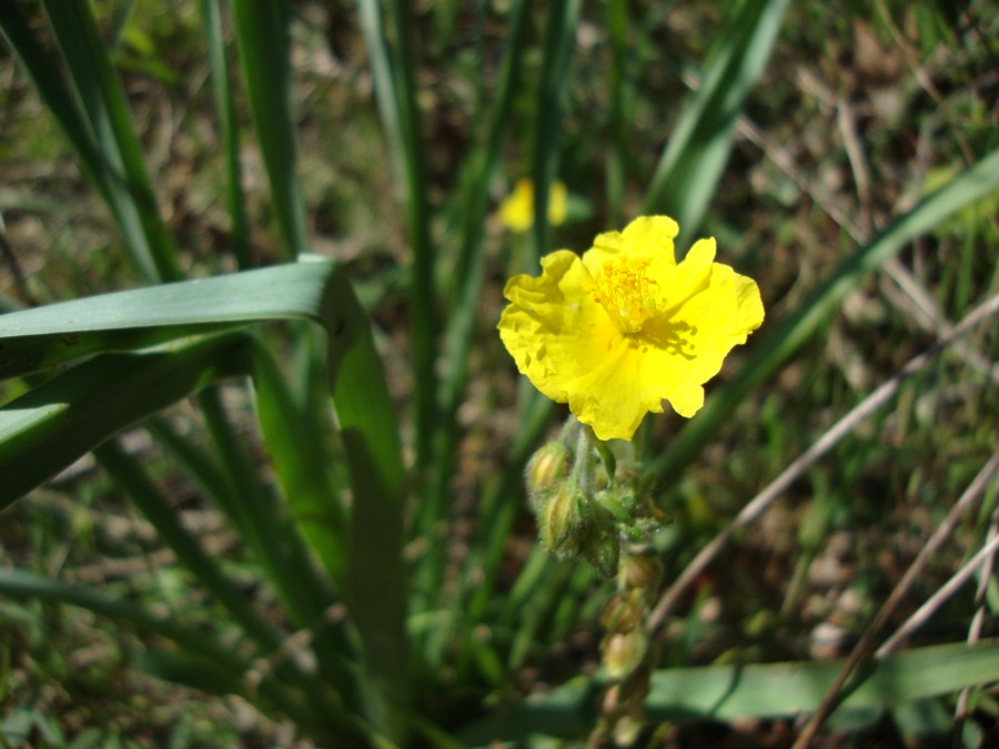 Helianthemum nummularium