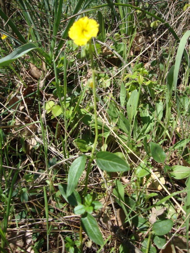 Helianthemum nummularium