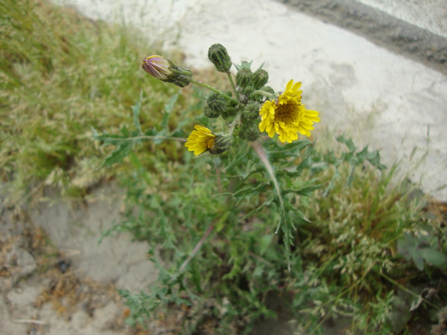 Sonchus asper