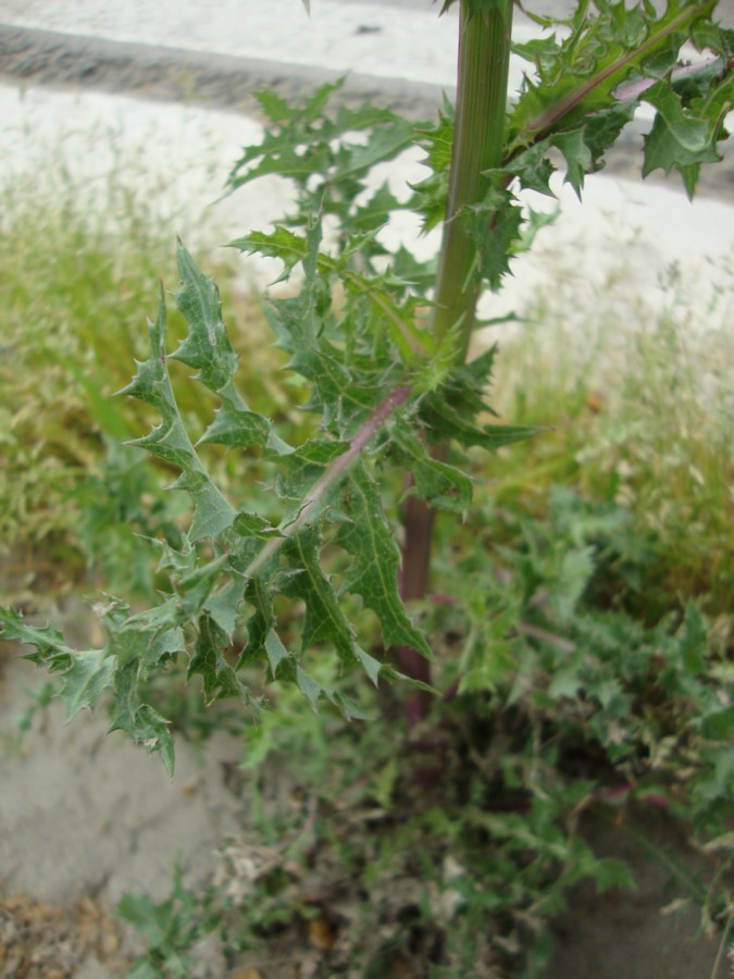 Sonchus asper