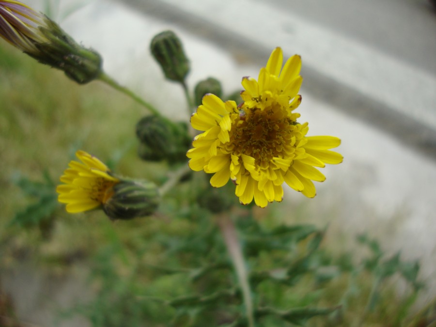 Sonchus asper