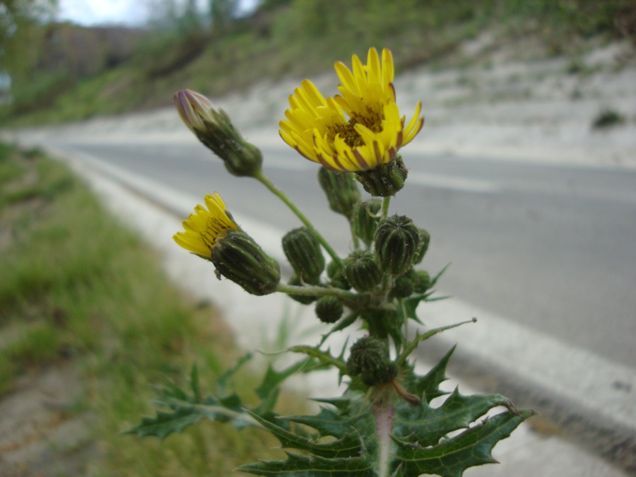 Sonchus asper