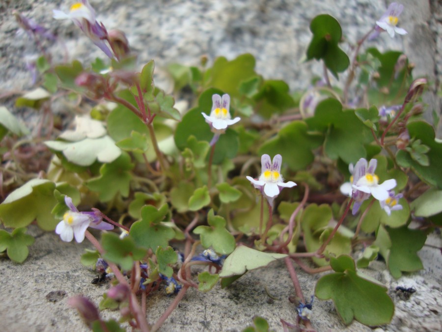 Cymbalaria muralis / Ciombolino comune