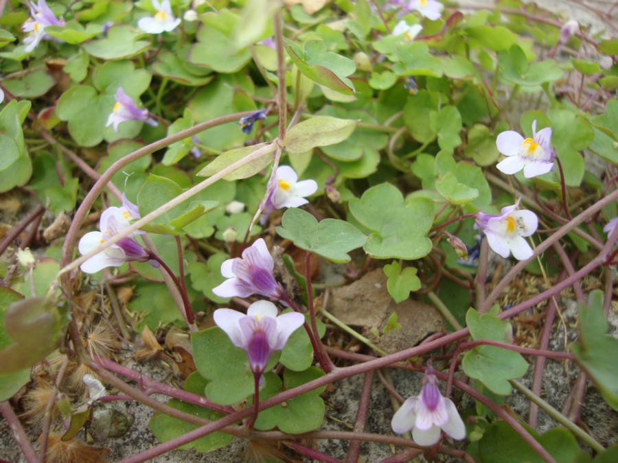 Cymbalaria muralis / Ciombolino comune