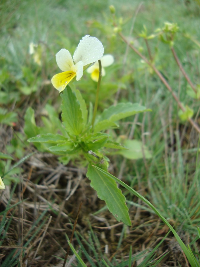 Viola tricolor