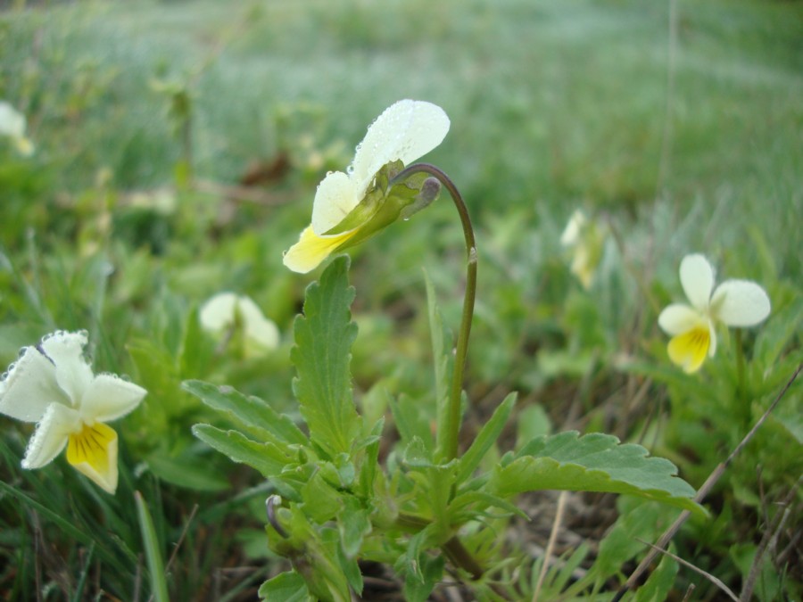 Viola tricolor