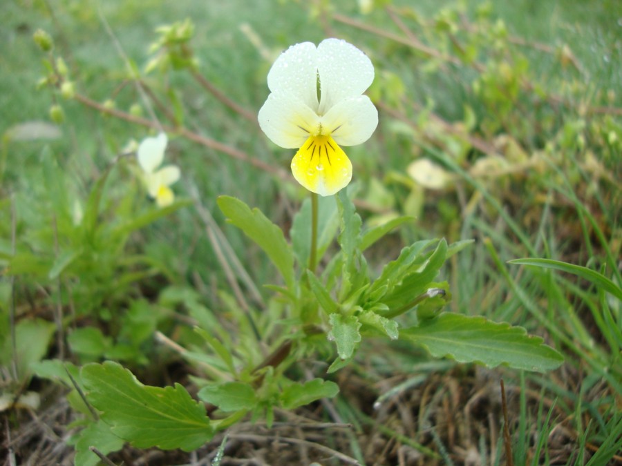 Viola tricolor