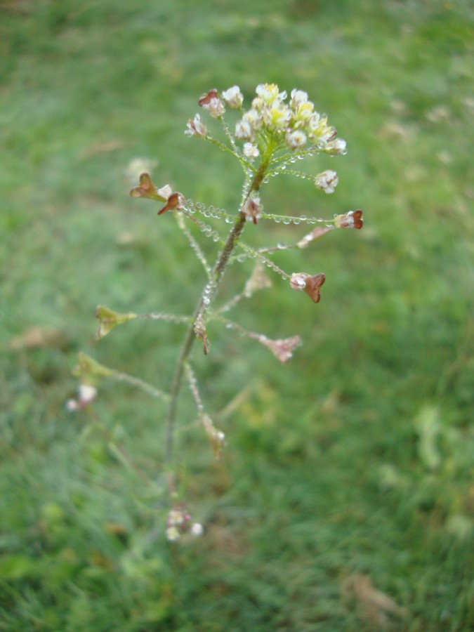 Capsella rubella