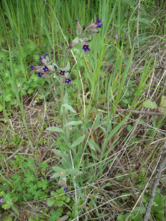 Anchusa undulata subsp. hybrida