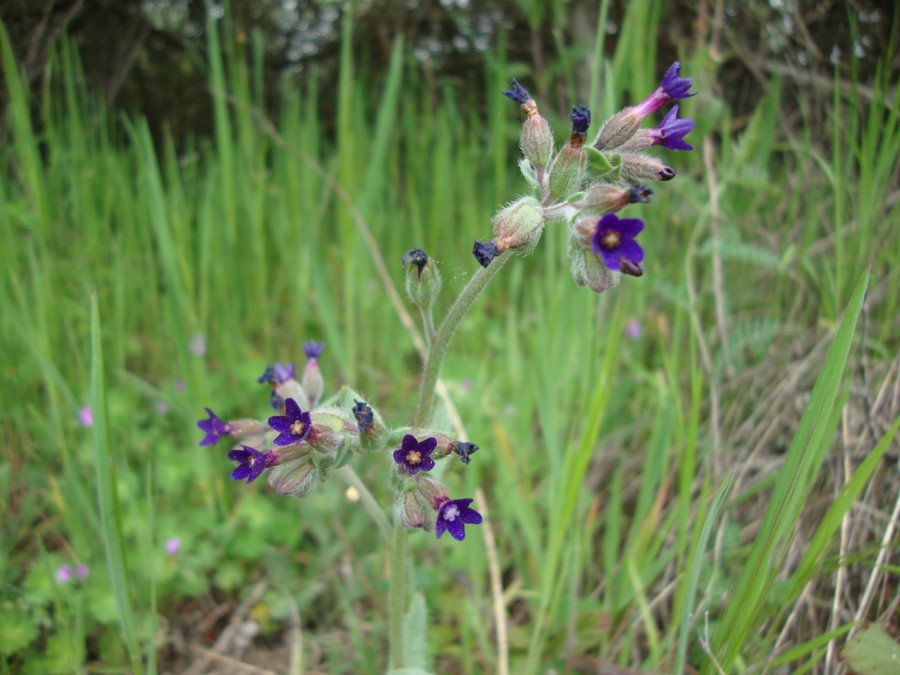 Anchusa undulata subsp. hybrida