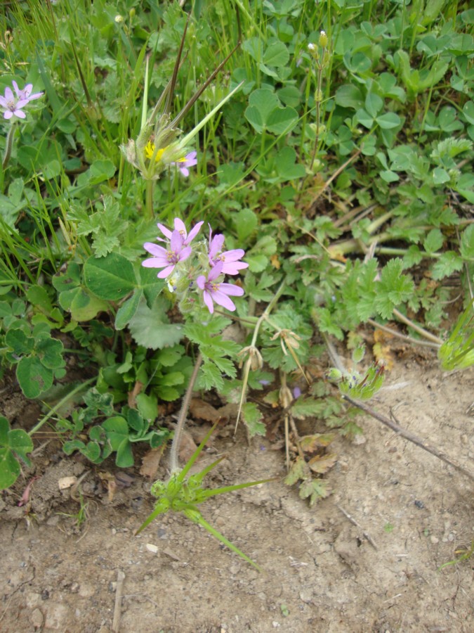 Erodium moschatum