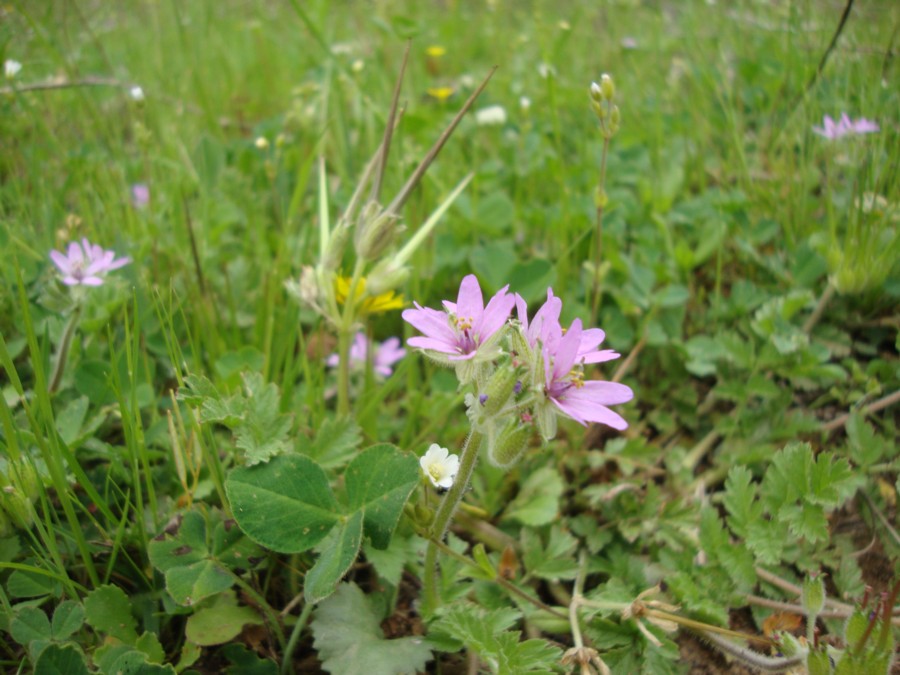 Erodium moschatum