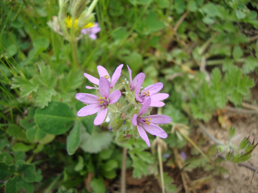 Erodium moschatum