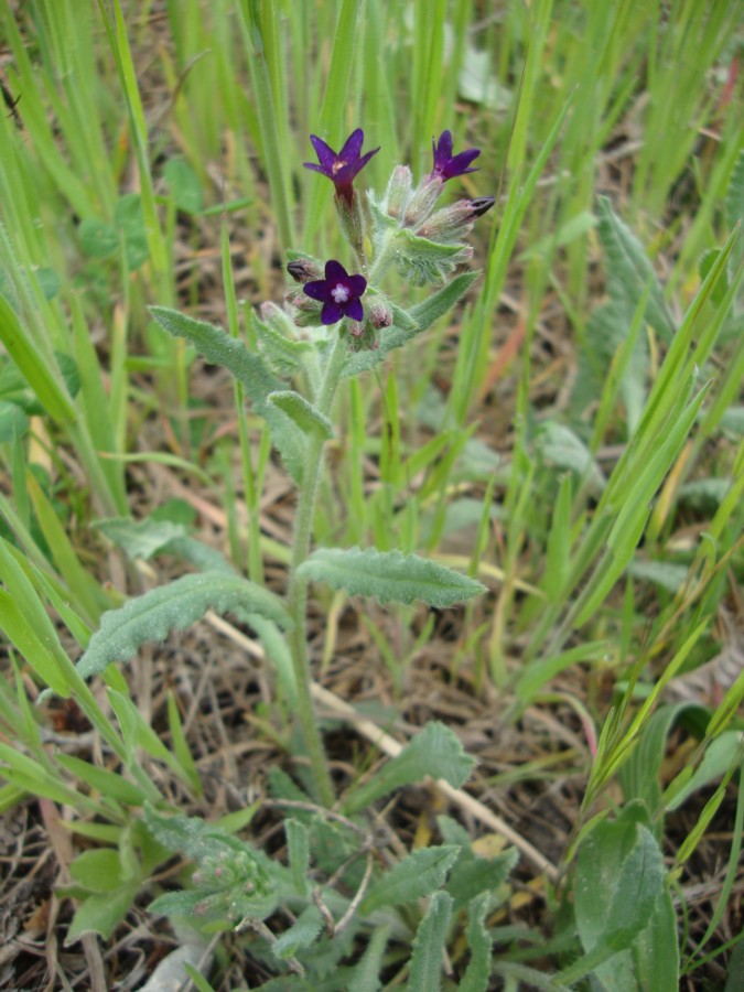 Anchusa undulata subsp. hybrida