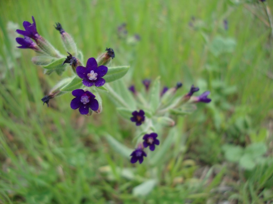 Anchusa undulata subsp. hybrida