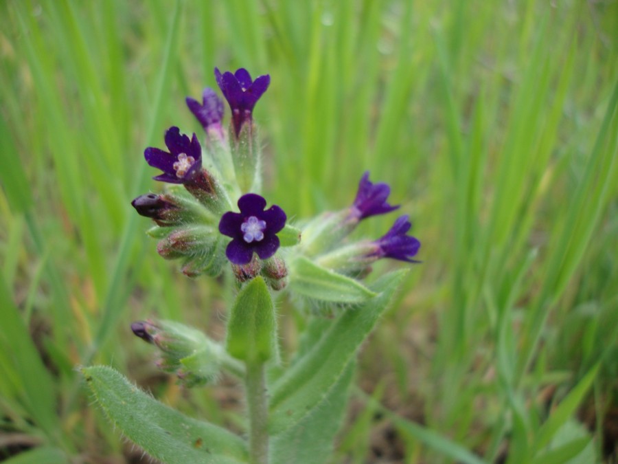 Anchusa undulata subsp. hybrida