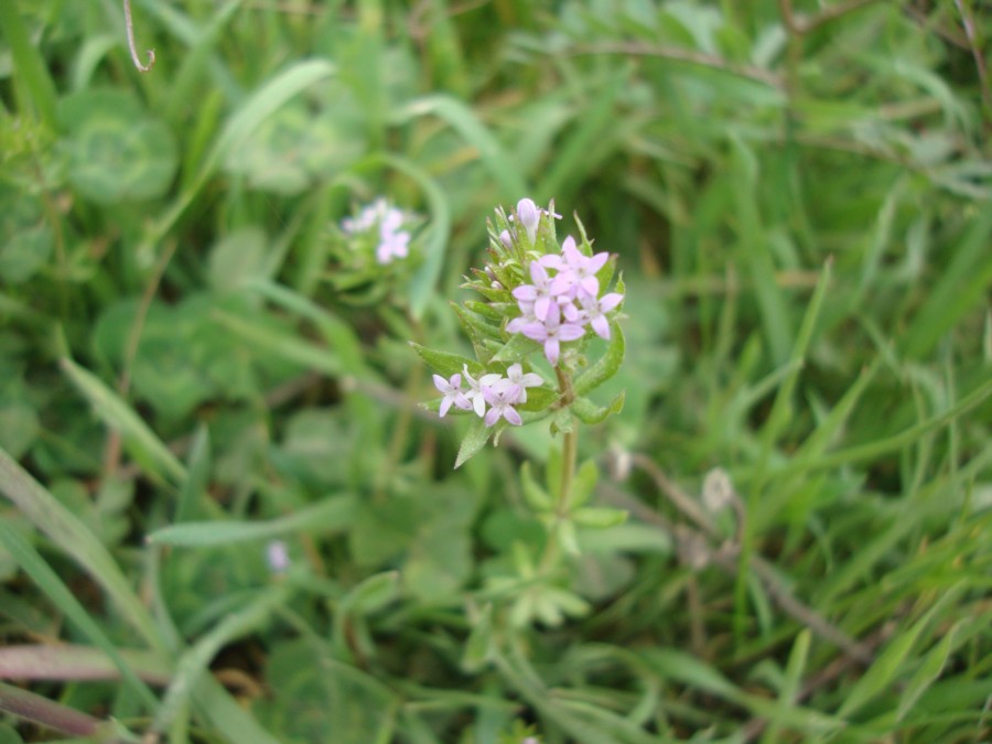 Sherardia arvensis