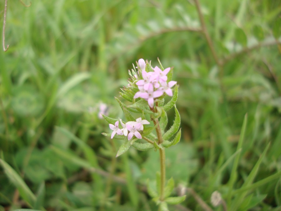 Sherardia arvensis