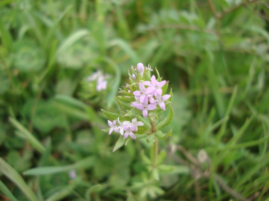 Sherardia arvensis