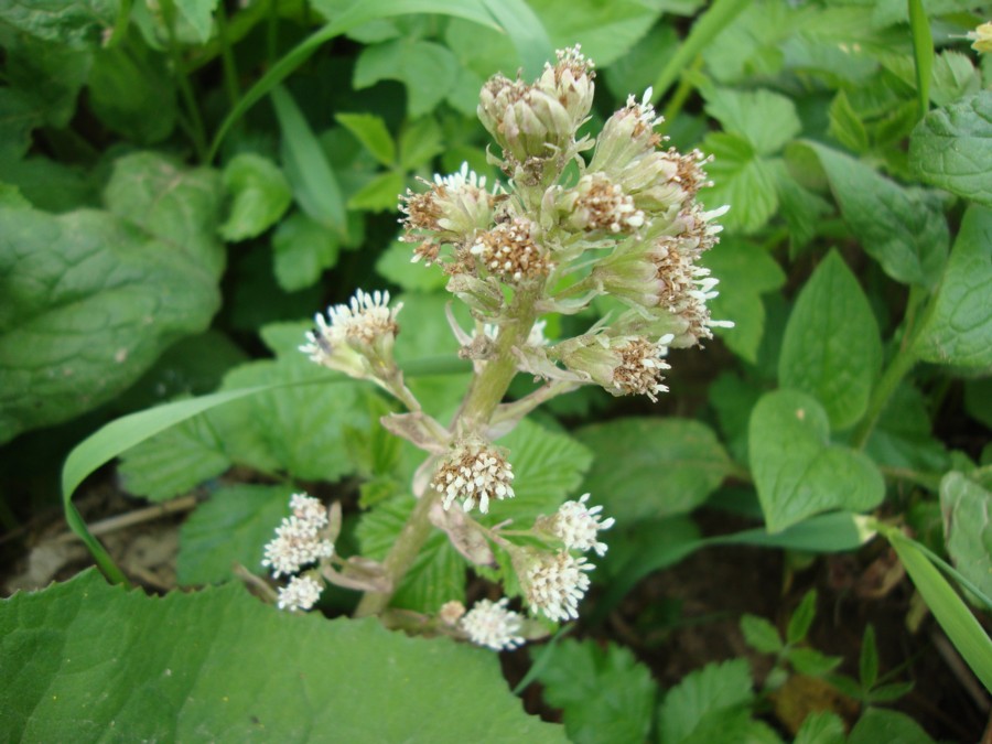 Petasites albus