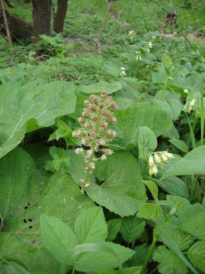 Petasites albus