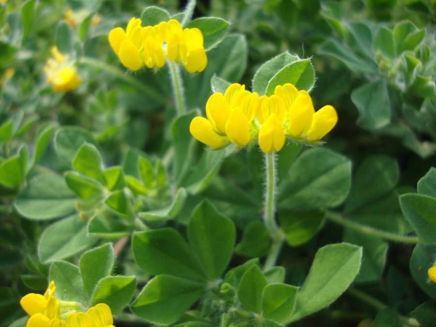 Lotus ornithopodioides ?