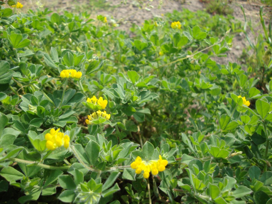 Lotus ornithopodioides ?