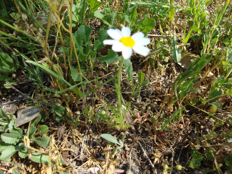 Anthemis sp.