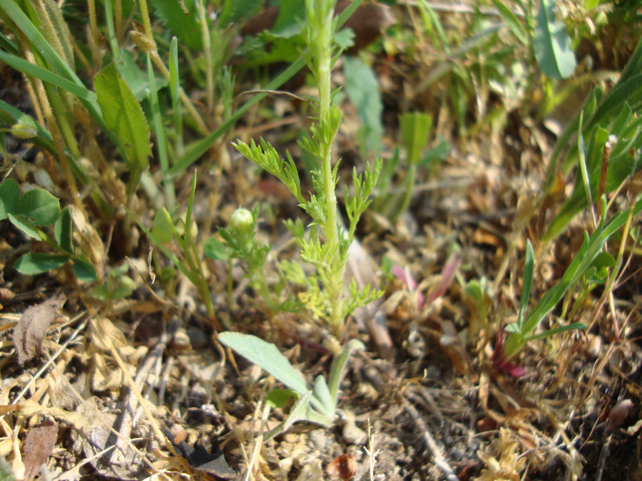 Anthemis sp.