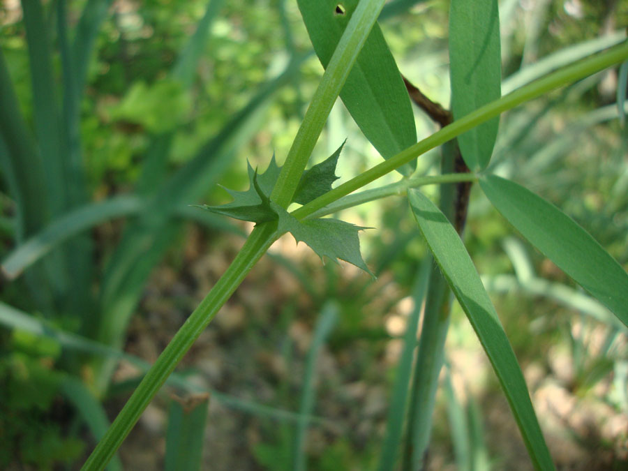 Vicia bithynica