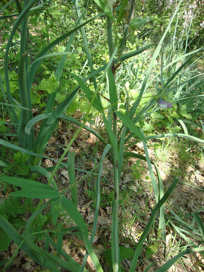 Vicia bithynica