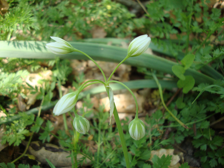 Allium pendulinum / Aglio pendolino