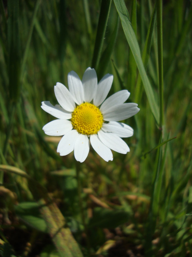 Anthemis sp.