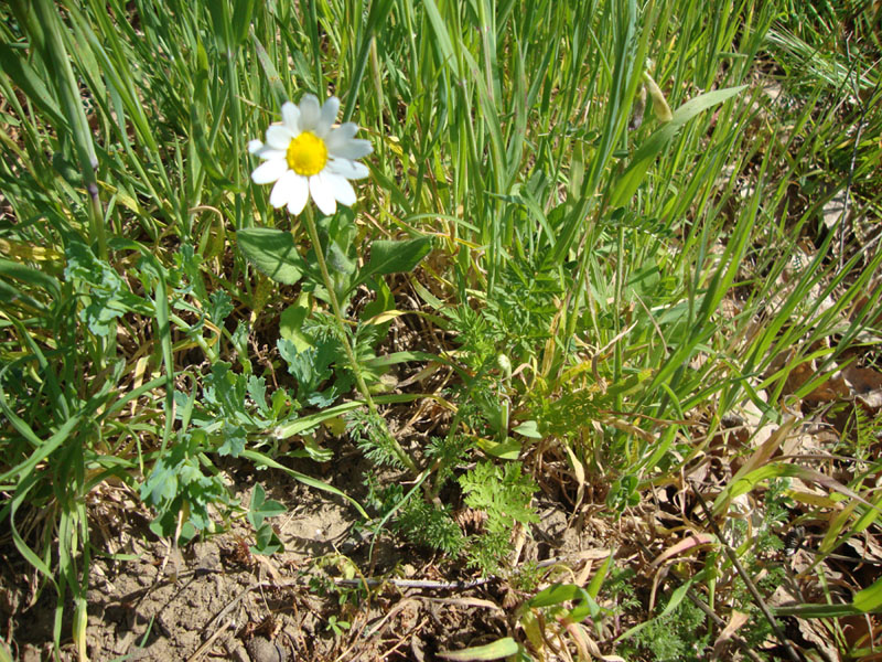 Anthemis sp.