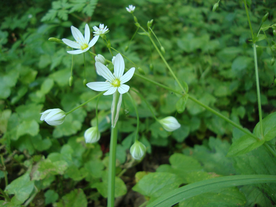 Allium pendulinum / Aglio pendolino