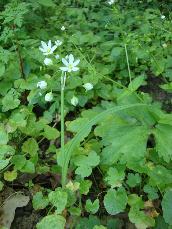 Allium pendulinum / Aglio pendolino