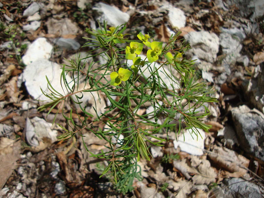 Euphorbia cyparissias