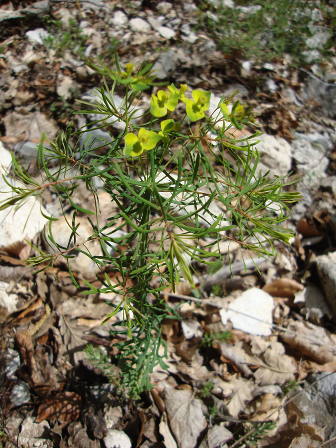 Euphorbia cyparissias