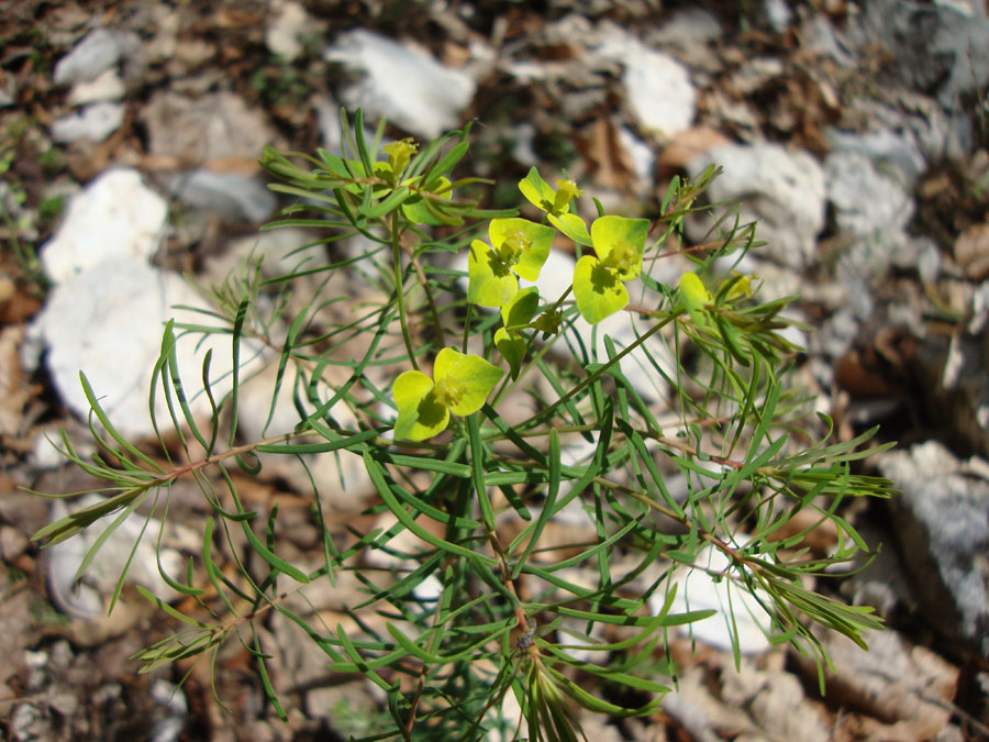 Euphorbia cyparissias