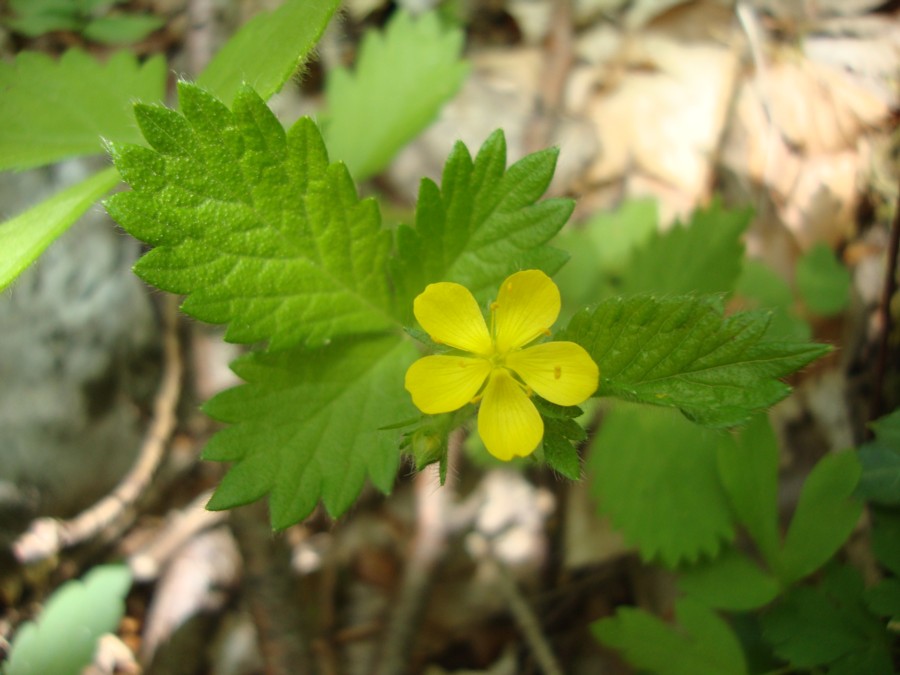 Aremonia agrimonoides