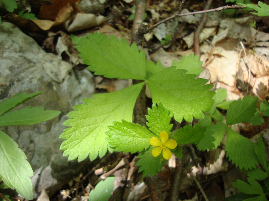 Aremonia agrimonoides