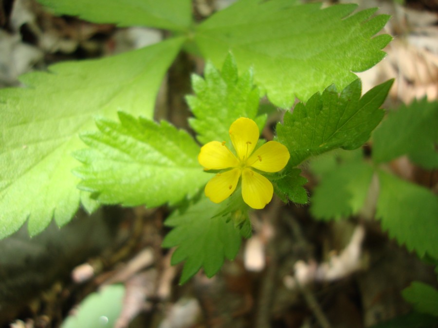 Aremonia agrimonoides