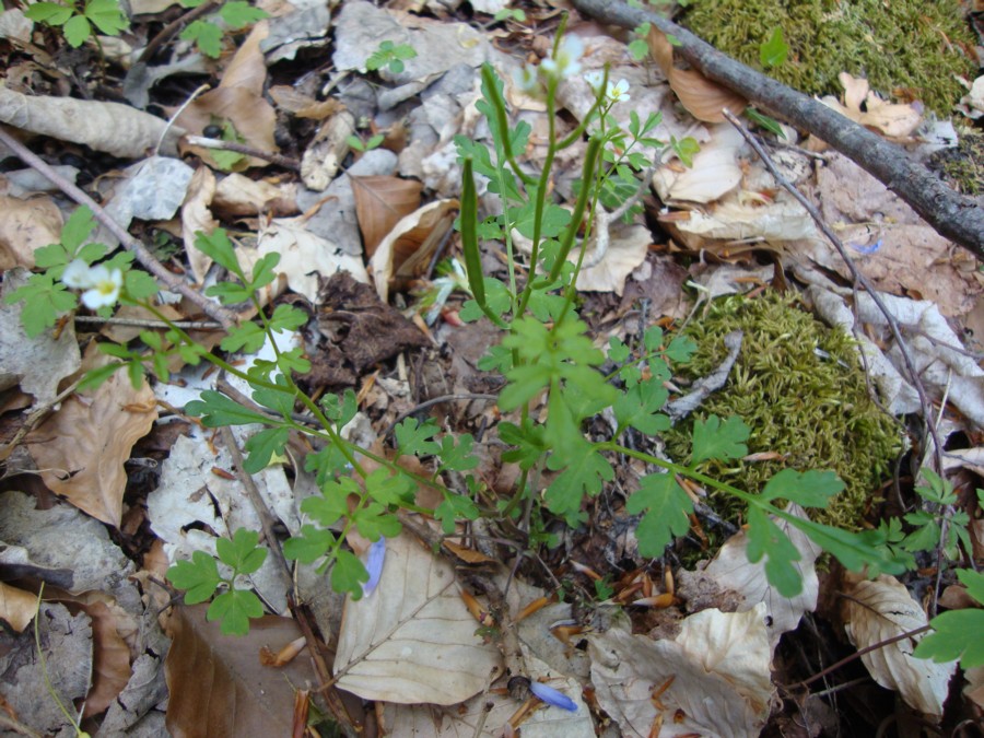 Cardamine graeca / Billeri greco